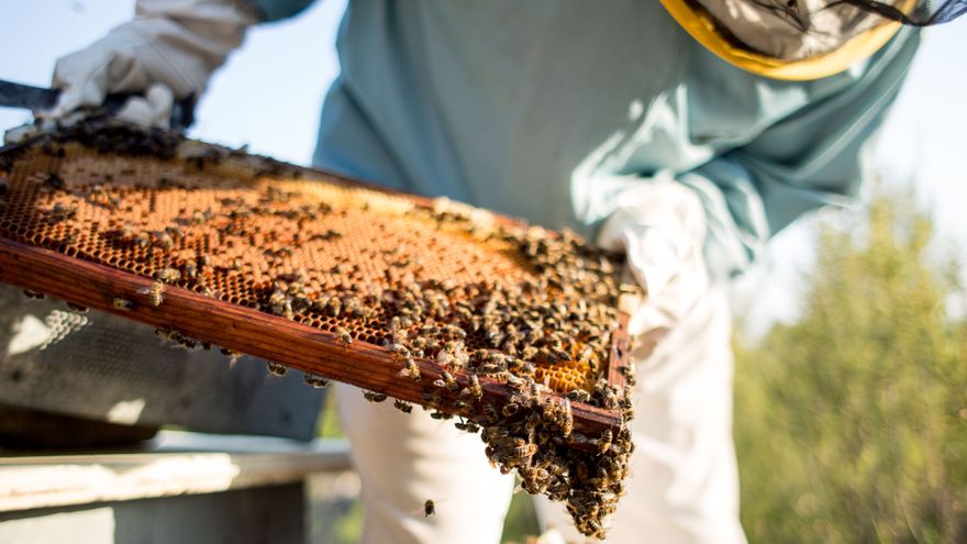 Ibiza's unique honey, like no other in the world