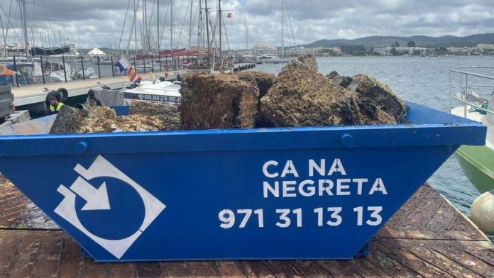 The cleaning of the bay of Sant Antoni extracts 80 tons of material for illegal anchorages The cleaning of the bay of Sant Antoni extracts 80 tons of material for illegal anchorages