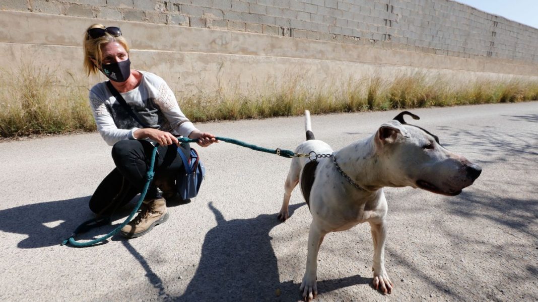 Afternoon dog walks return for volunteers at Sa Coma centre in Ibiza