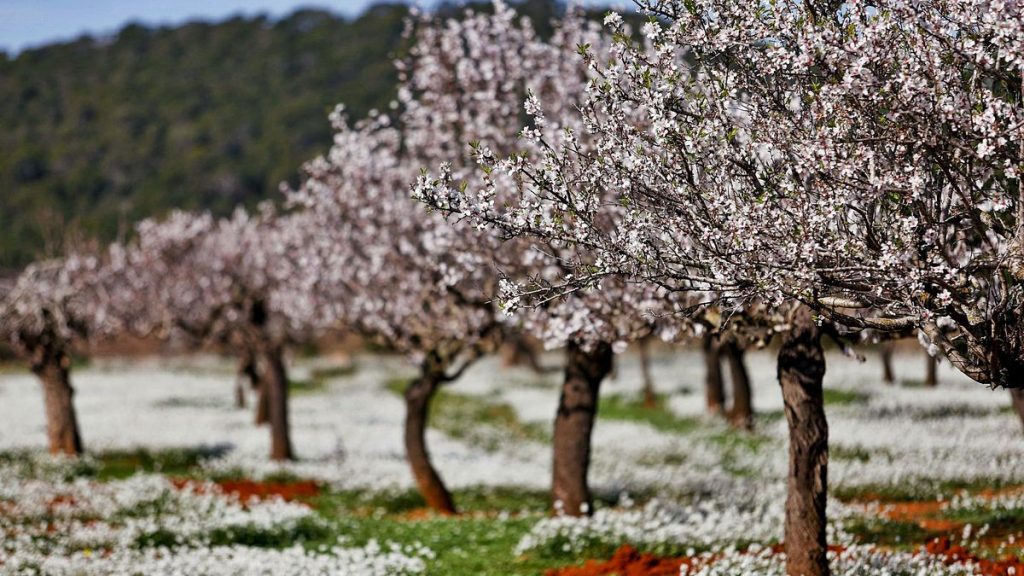 Almond trees in Santa Agnes. TONI ESCOBAR/GABRIELLE GAMBINA