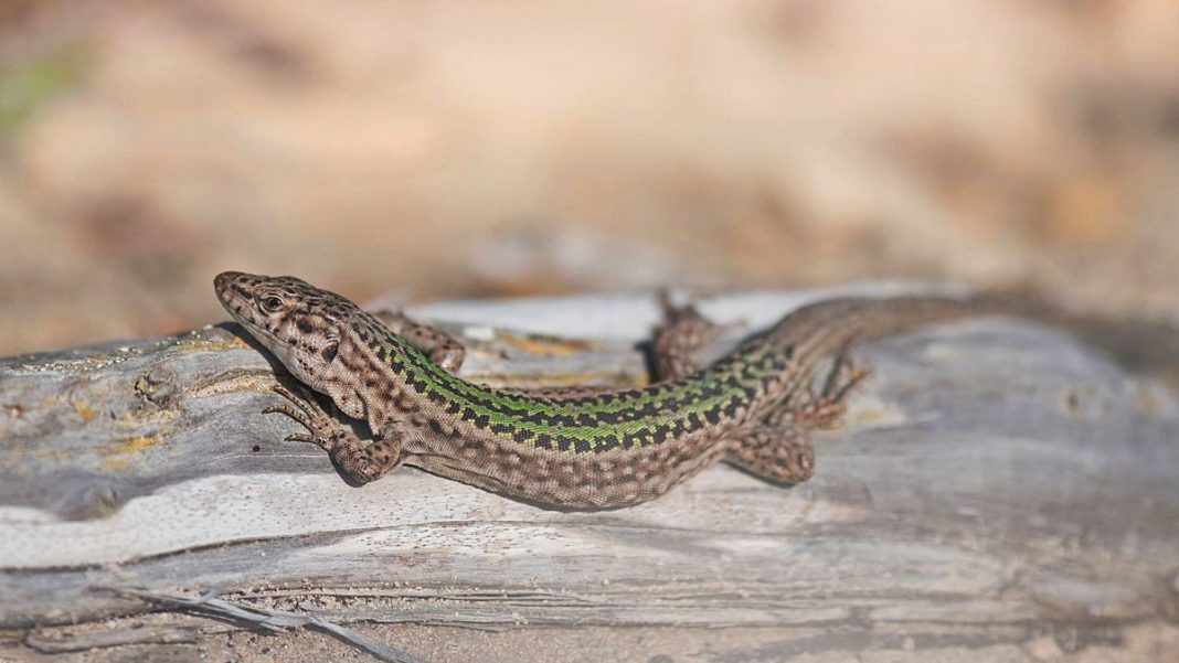 Environment Minister allocates 250,000 euros to Ibiza for protection of lizard and toad