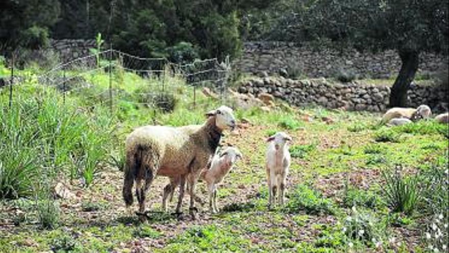spring time for sowing and harvesting – Diario de Ibiza News
