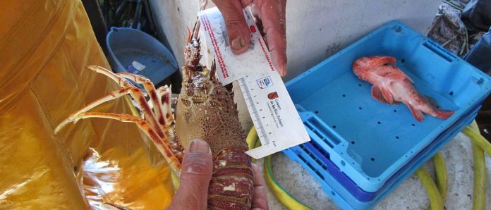 Ibizan fishermen catch seven times more lobsters than a year ago