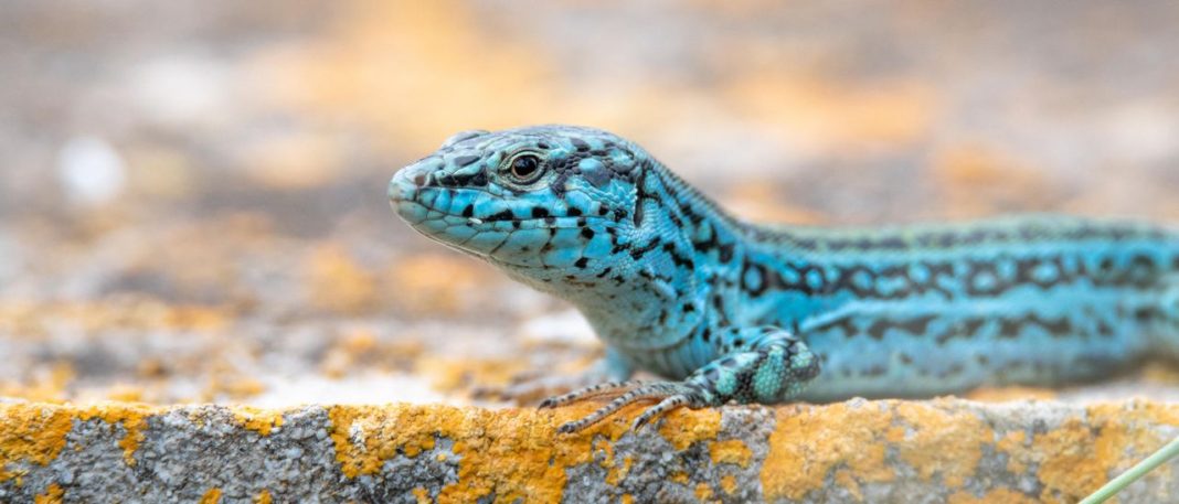 Ibiza's biodiversity inventory advocates protecting more islets