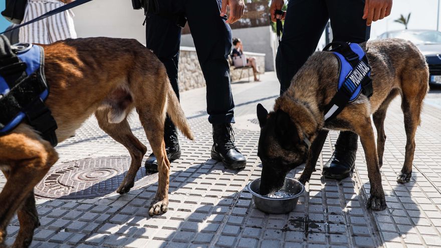 Kata And Mustang The Two New Canine Agents Of Sant Antoni &Ndash; Diario De Ibiza News