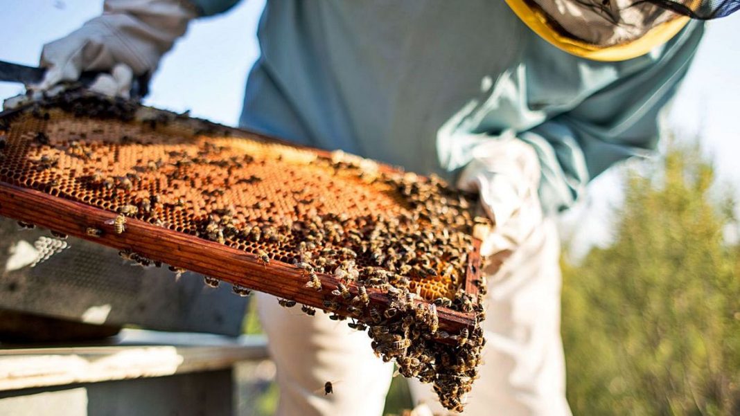 Ibiza's honey included in Catalogue of traditional foods of the Balearic Islands