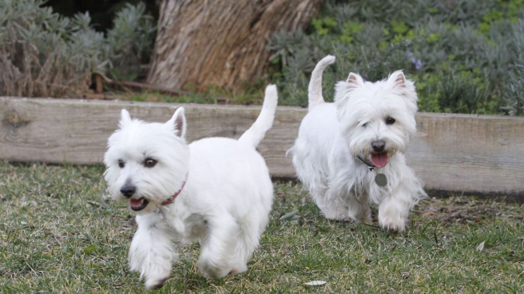 Free travel for pets between Ibiza and the rest of the Balearic Islands