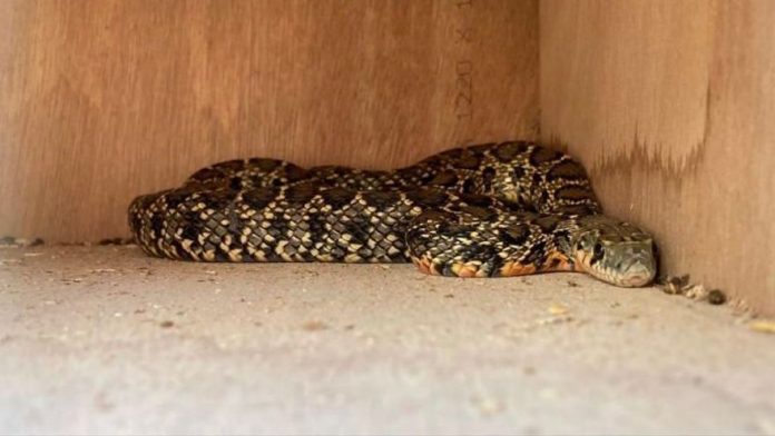 Two snake "hot spots" located in Ibiza - Cala Tarida and sa Caleta