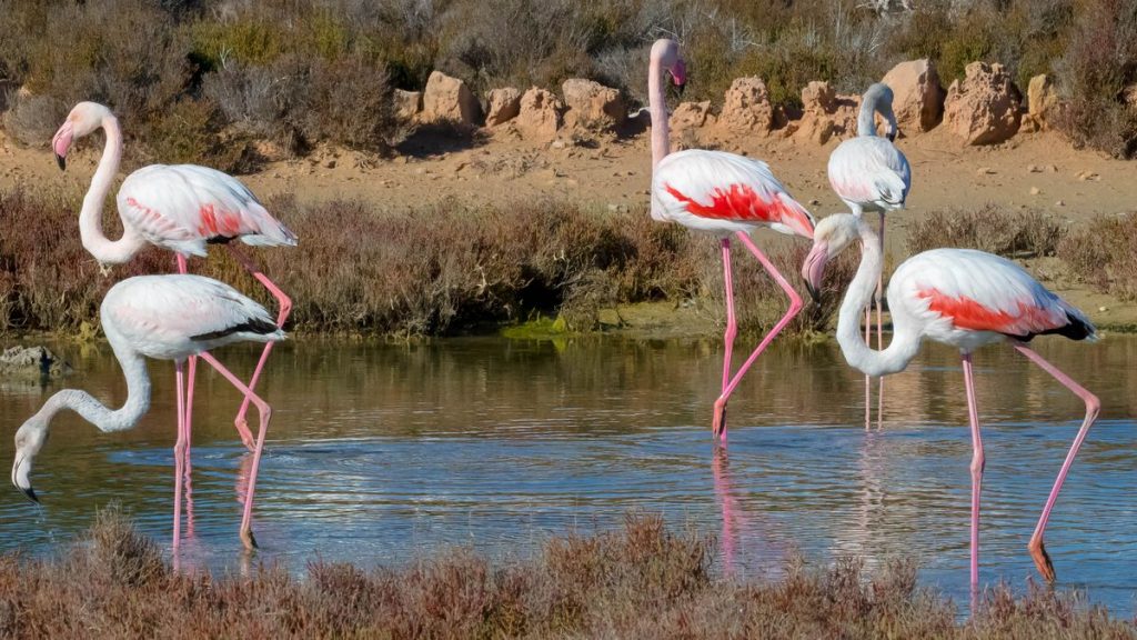 what to see and do in formentera in one day 2 – Diario de Ibiza News