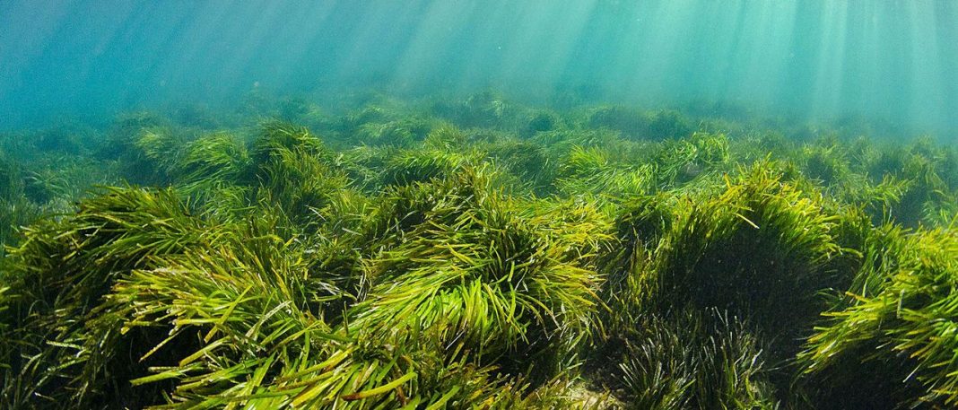 Posidonia will disappear in Ibiza in the 