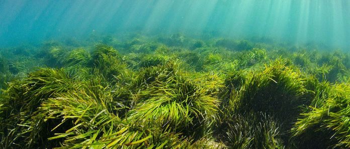 Posidonia will disappear in Ibiza in the "near future" due to sea warming