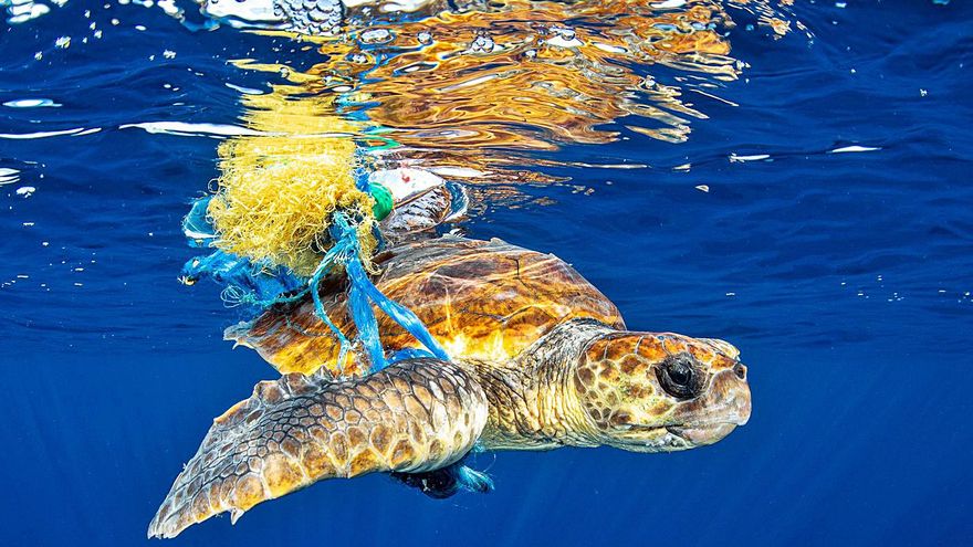 Preservation of the Balearic Sea: 1000 photos, mostly taken from Ibizan eyes