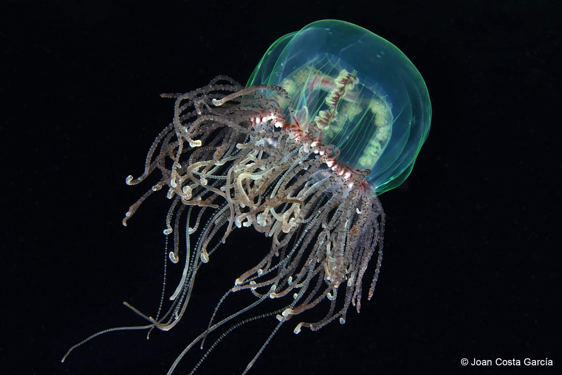 1000 Photos, Mostly Taken From Ibizan Eyes, To Preserve The Balearic Sea