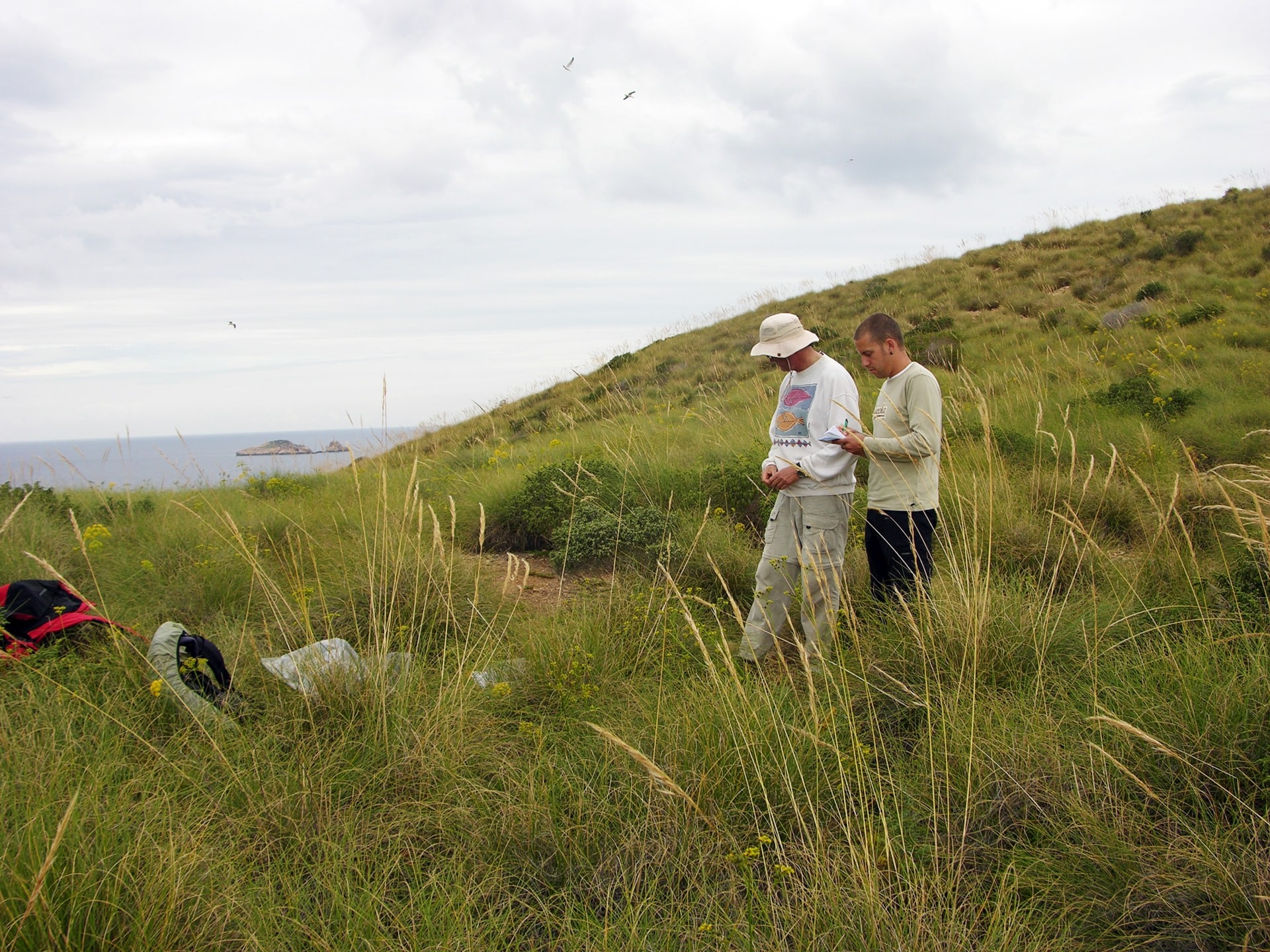 Herbivores: a danger to the flora of the islets
