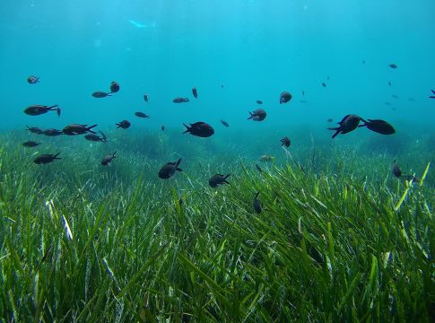 Island scientists want to decipher the posidonia genome
