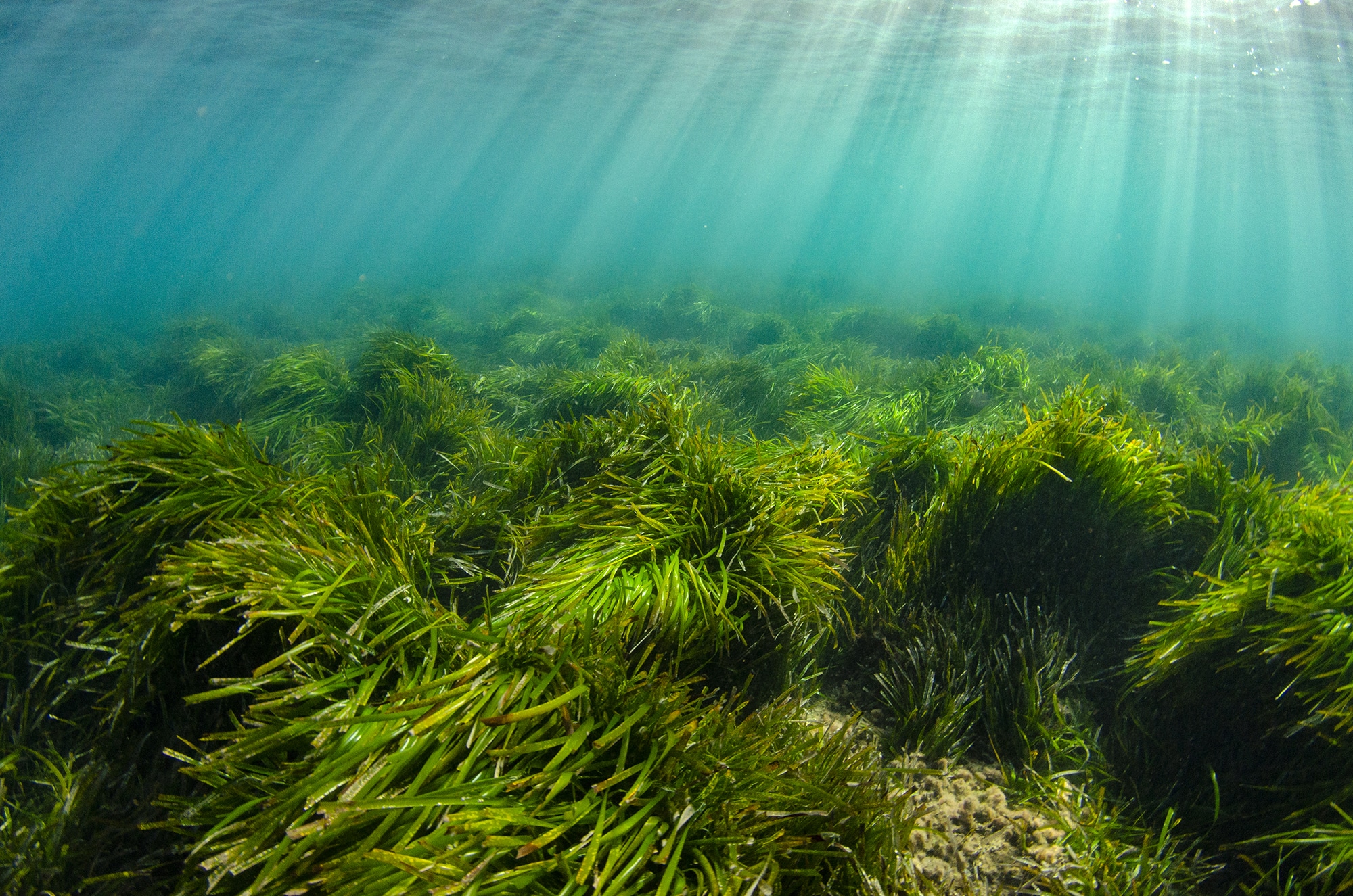 Island Scientists Want To Decipher The Posidonia Genome