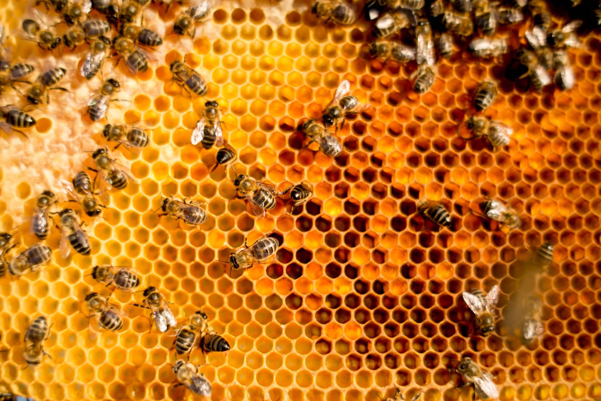 The best honey in the Balearic Islands tastes of carob from Ibiza