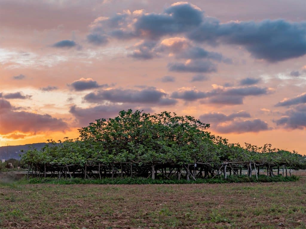 Formentera is the showpiece of the National Geographic calendar