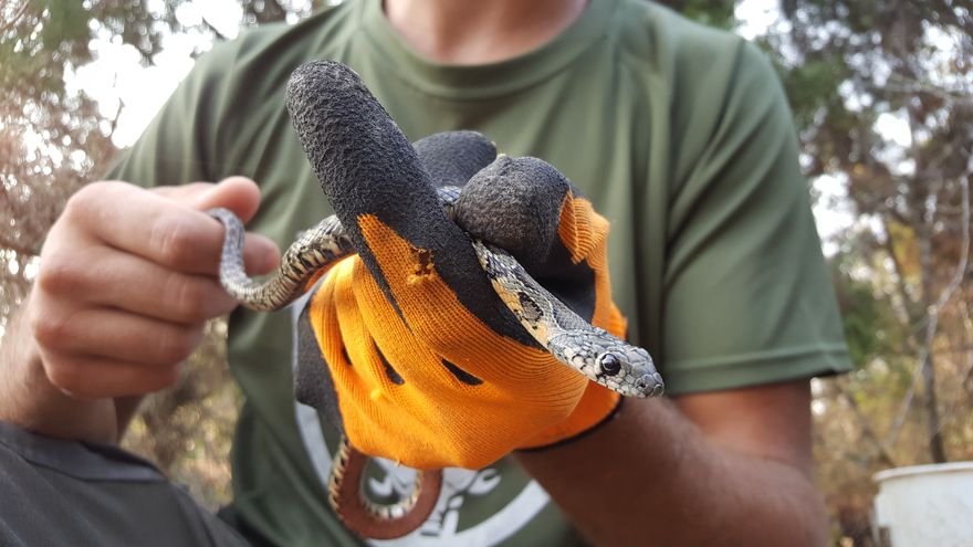 Snakes invade Ibiza's Natural Park of ses Salines, endangering birds and lizards