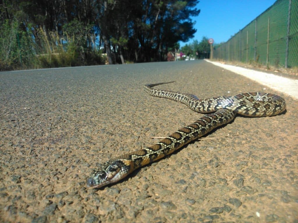 Snakes invade Ibiza's Natural Park of ses Salines, endangering birds and lizards