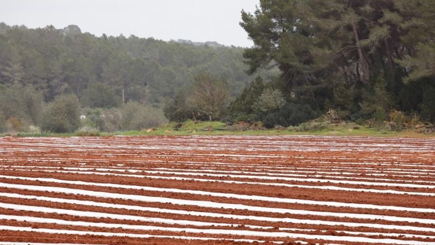 Rain delays sowing on Ibiza