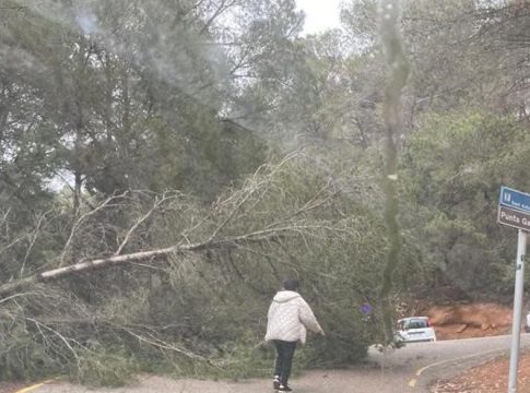 Storm on Ibiza: wind knocks down several trees in Sant Antoni