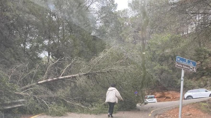 Storm on Ibiza: wind knocks down several trees in Sant Antoni