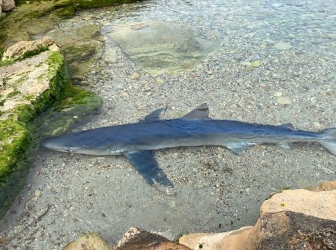 Ibiza beach closed after 1.5m shark enters swimming area