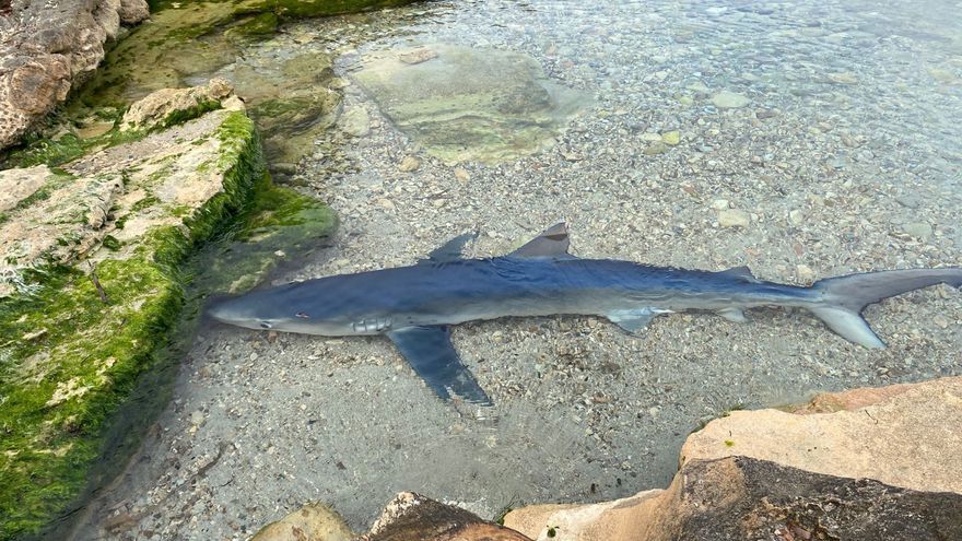 Ibiza beach closed after 1.5m shark enters swimming area