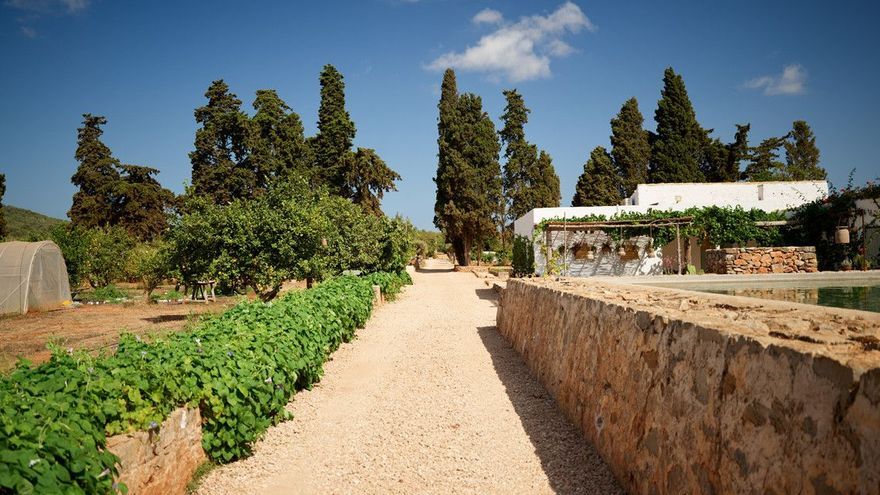 DJ Calvin Harris asks his girlfriend to marry him under a tree at his Ibiza estate