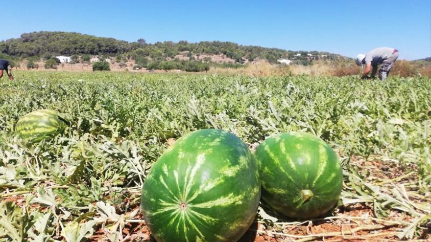 Watermelon: Red on the inside, 'gold' on the outside