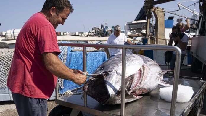 Huge bluefin tuna caught on Ibiza: "I caught the tuna with a hook and a rod with a 1mm line" Huge bluefin tuna caught on Ibiza: "I caught the tuna with a hook and a rod with a 1mm line"