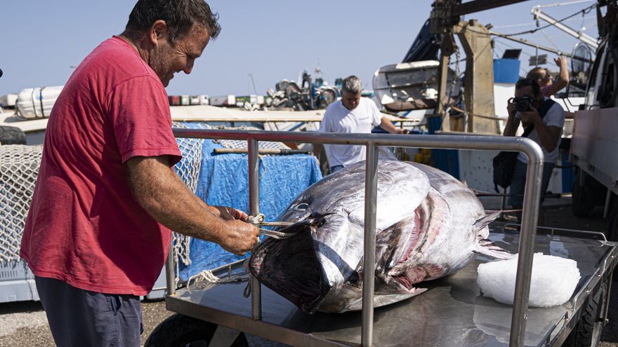 Huge bluefin tuna caught on Ibiza: 