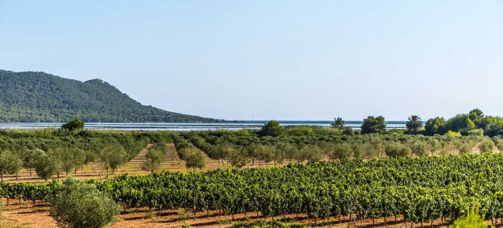 Photo of one of the wine producer’s vineyards on Ibiza.