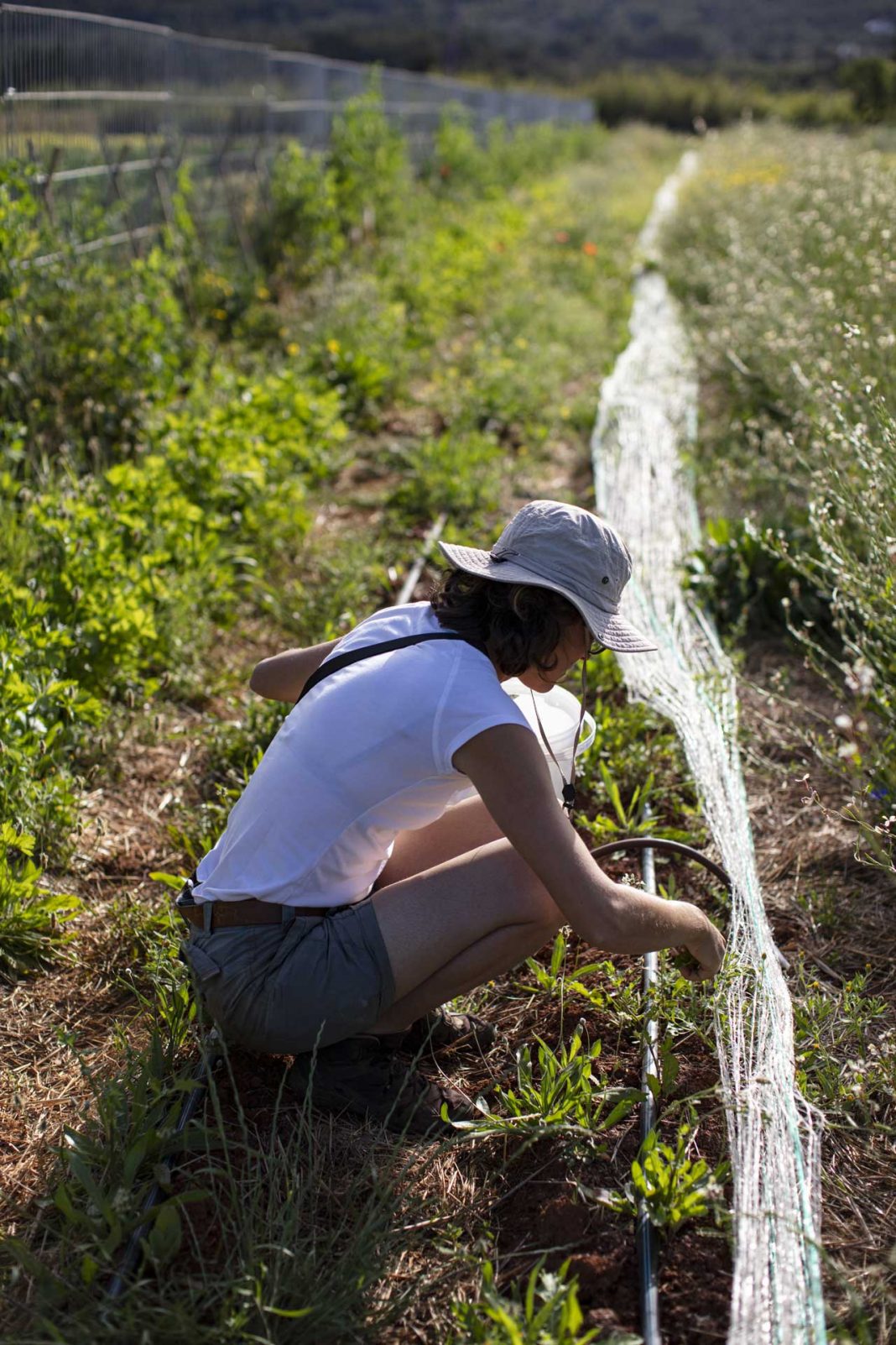 Juntos Farm promotes regenerative agriculture in Ibiza.
