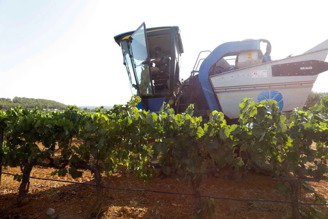 The island harvest is small meaning the number of bottles is also low. Photo: J.A. Riera