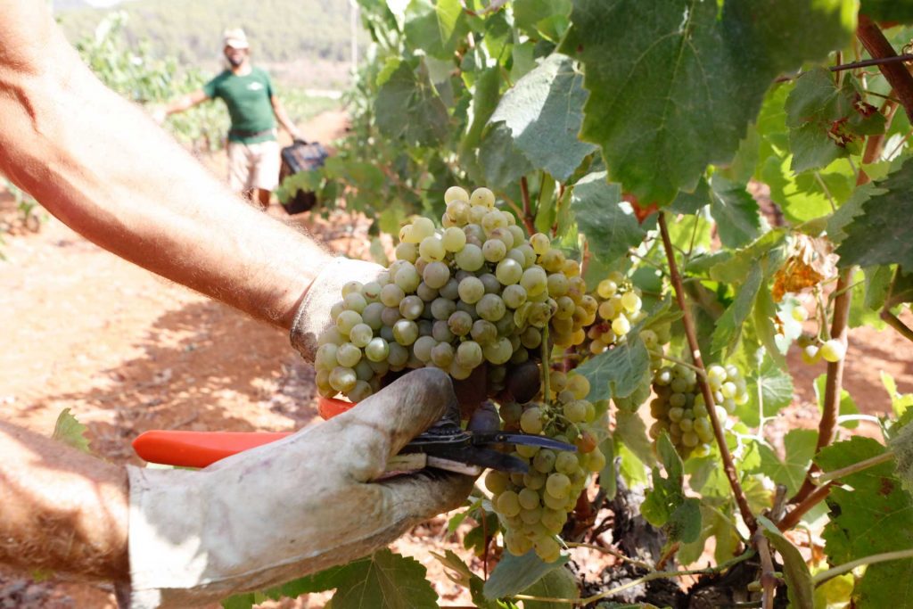 The wines of the island are of high quality. Photo: J.A. Riera