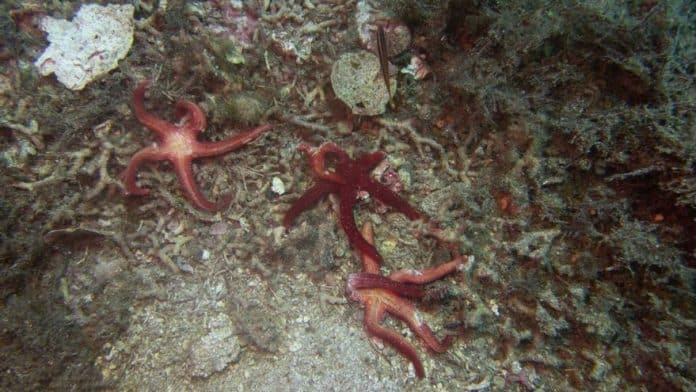 High temperatures in the Pitiusas cause unusual mortalities in marine species High temperatures in the Pitiusas cause unusual mortalities in marine species