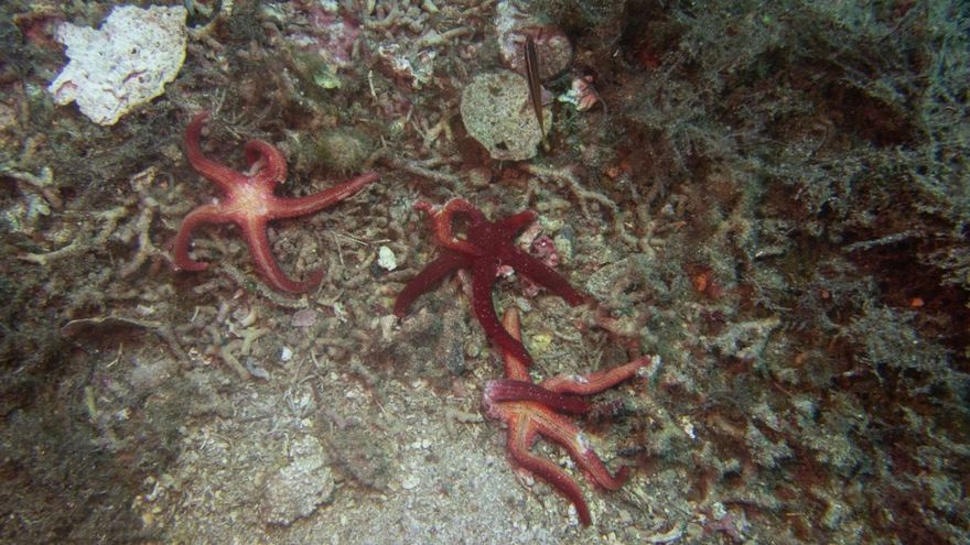 High temperatures in the Pitiusas cause unusual mortalities in marine species