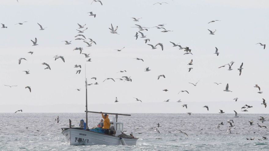 Inspectors detect 29 illegal fishing breaches on Ibiza this year