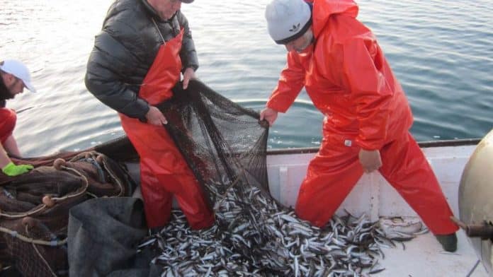 Fishing on Ibiza: "The islands only provide 10% of what we consume and at the current rate, there would be no more fish by February"