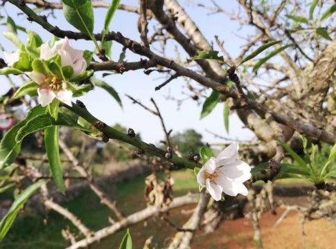 Almond trees with buds and flowers in October on Ibiza: 