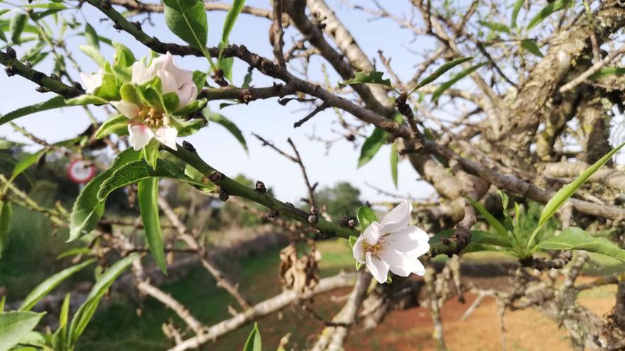 Almond trees with buds and flowers in October on Ibiza: 