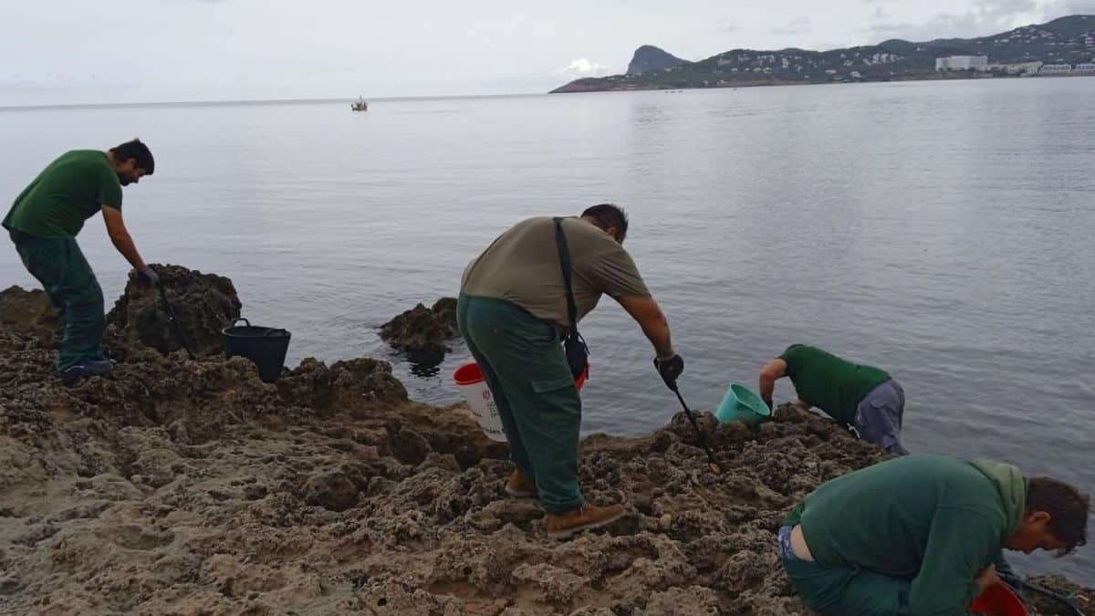 Medio Ambiente Prevé Que La Nueva Tubería Llegue Hoy A Es Caló De S’oli | Fotos De C.m.a.