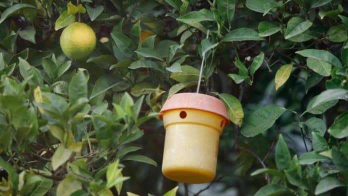 "Thermal anomaly" causes a proliferation of flies on Ibiza "Thermal anomaly" causes a proliferation of flies on Ibiza