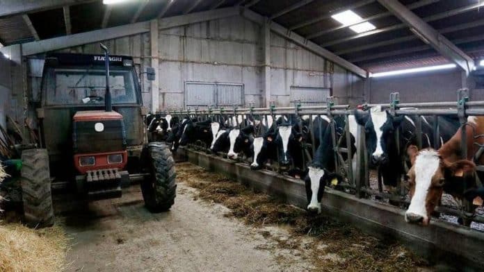 Milk at gold prices by the end of the year