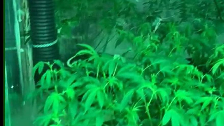 Marijuana plantation dismantled in a Ibiza grow shop