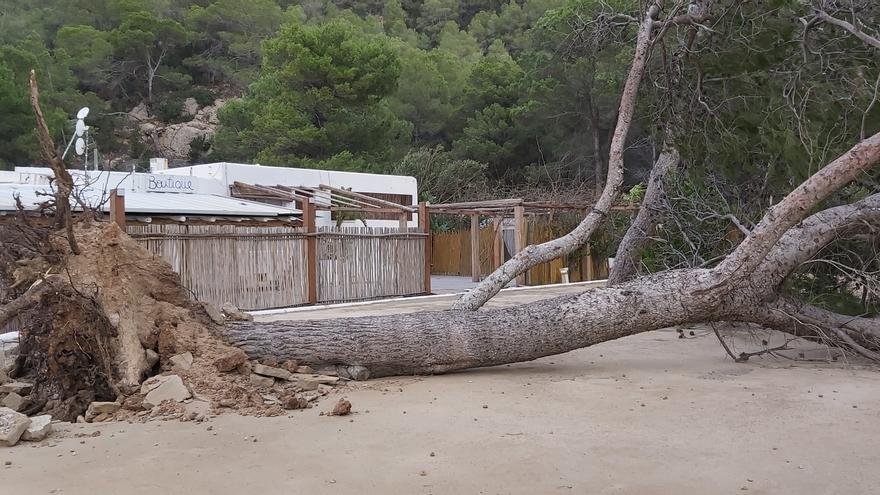 Storm Denise uproots several trees on Ibiza