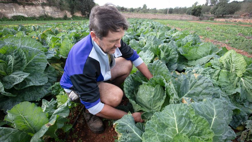 The heat brings forward the chard harvest by more than 1 month on Ibiza