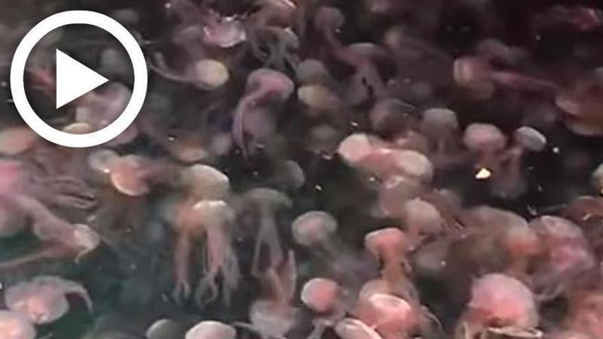 Impressive video of hundreds of jellyfish on Ibiza